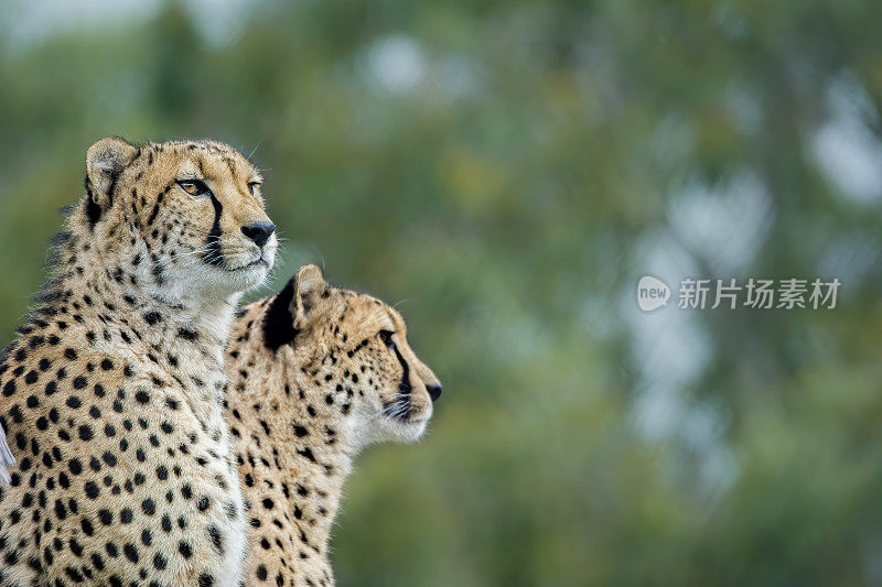 猎豹(Acinonyx jubatus)